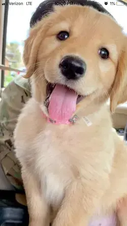 "Cuteness Overload: These Puppies Will Brighten Your Day" cute dogs really cute puppies