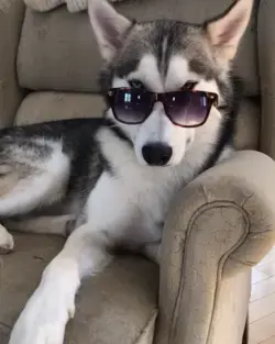 Husky's Style! 😎