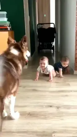 Dogo playing with babies #animals #birds #pets #dogs #cats