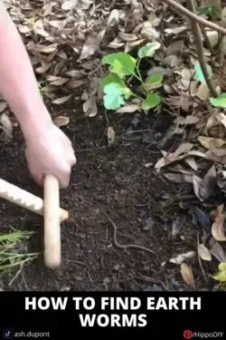 How to find earth worms?