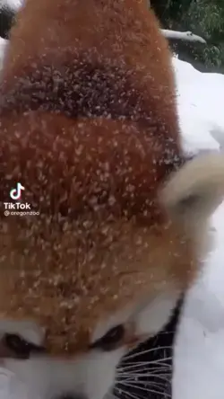 Red Panda in Winter