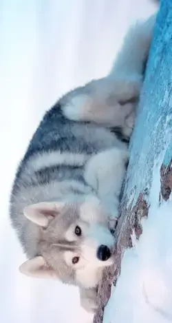 Husky husky husky