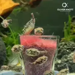 A Tubifex shot glass for a lot of puffer fish 🐡🐡