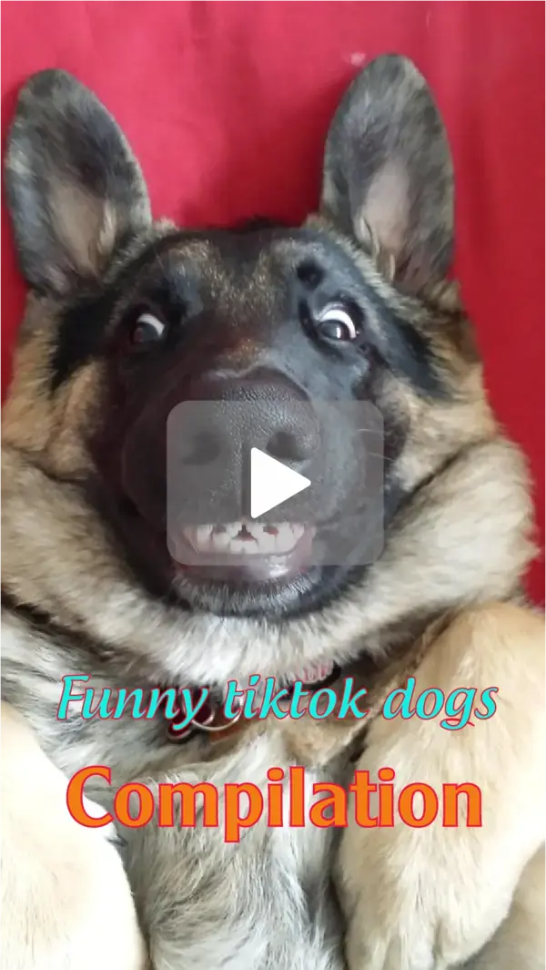 Angry - Funny Dogs And Cats