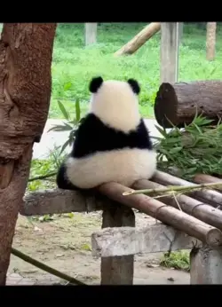 Panda~Panda🦝: Baby Baby Little fatty Panda😃
