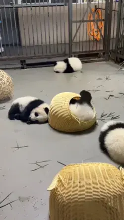 Panda~Panda🦝baby panda~