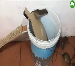 Animal friendly mouse rat trap
