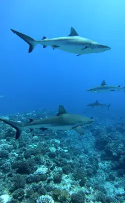 Grey reef sharks in French Polynesia