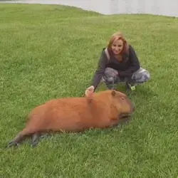 A Capybara enjoying some petting