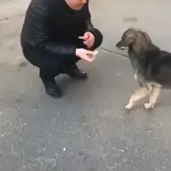 Dog Says Thank You For Treats from Strangers