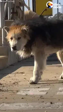 Watch this stray senior dog turn into a puppy again once he gets a bath