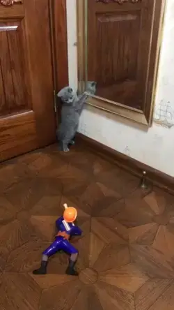 cat vs soldier😹😻Please checkout my youtube channel, a subscribe would be awesome👇👇