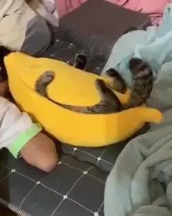 Banana kitty wants to be left alone.