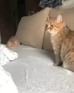 Funny Baby Kitty Playing With Cat Mom