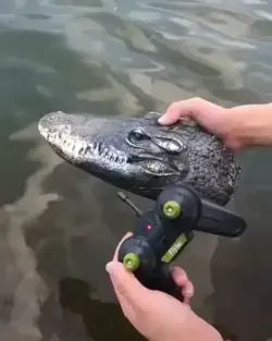 Swimming Crocodile Head