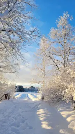 road winter forest