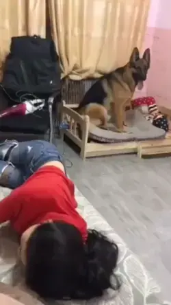 collection of funny dog
