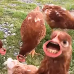 If chickens could actually talk 😂😂😂...