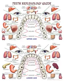 Teeth Reflexology Guide Photographic Paper Print 3 Sizes - Etsy