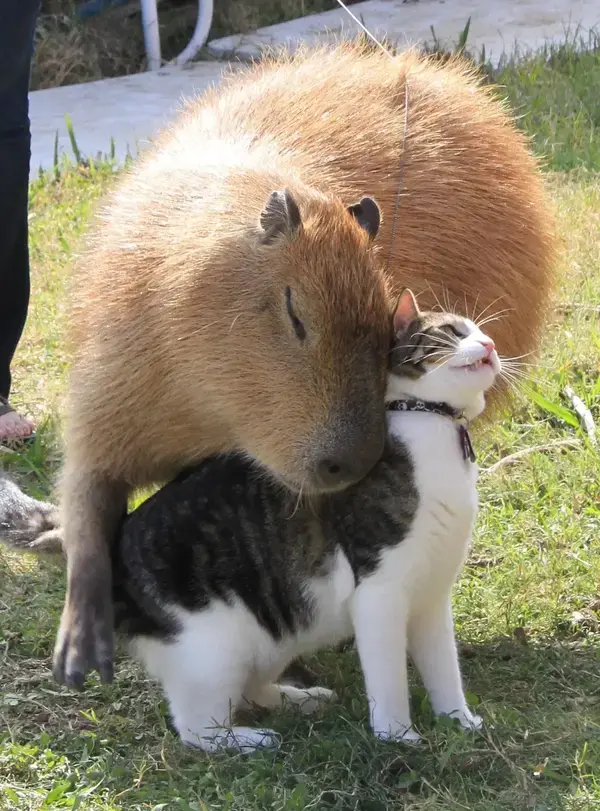 "Celebrate your next occasion with a capybara cake that's almost too cute to eat!"