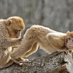 funny-monkey-images-fun-lol-photo-3 - Mojly