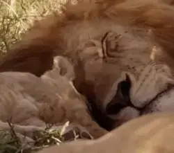 Lion et lionceau